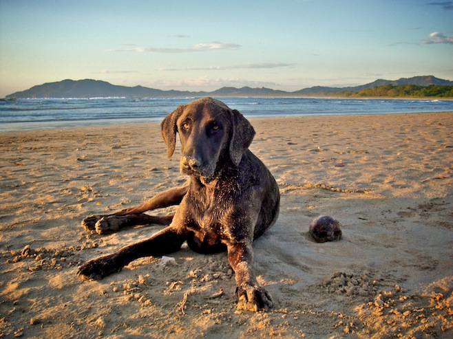 CR Playa Dogs